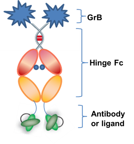 GrB Protein